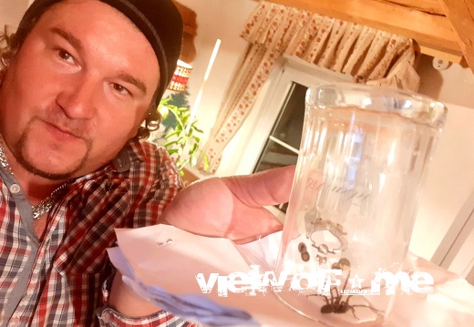 Spider Attack